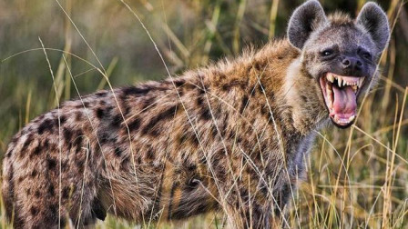 辽宁飞虎队凭借团队合作,战胜对手 辽宁飞虎队凭借团队合作,战胜对手